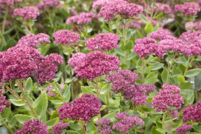 Produktbild von Sedum telephium 'Herbstfreude', Fetthenne, rosa Blüten, ca. 9x9 cm Topf