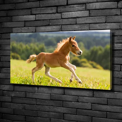 Produktbild von Tulup® Leinwandbild -100x50 cm - Wandkunst - Drucke auf Leinwand - Leinwanddruck  - Tiere - Braun - Fohlen im Galopp