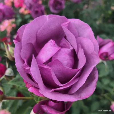 Produktbild von Kordes Kletterrose Lunara
