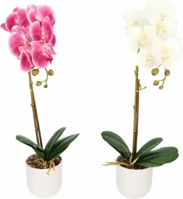 Zdjęcie produktu dla kwiat storczyk w doniczce 50cm