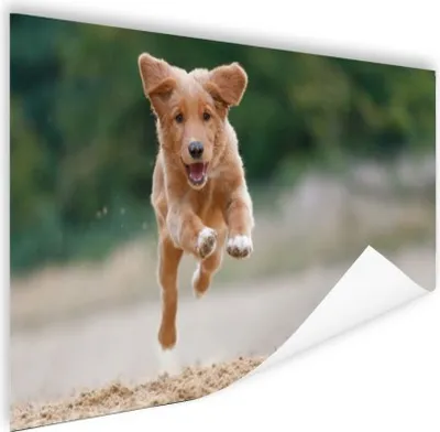 Produktbild von MuchoWow® Poster Laufender Hund Foto 120x80 cm - Bilder