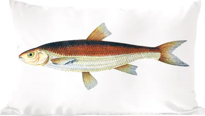 Produktbild von MuchoWow® Zierkissen Sofakissen Wohnzimmer Dekokissen 50x30 cm Fische - Karpfen - Realismus - Wohnzimmerdekoration - Polster mit Photo