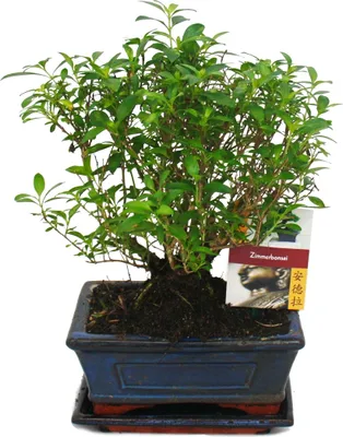 Immagine prodotto di Bonsai - Serissa - Junischnee - forma a sfera - 6 anni circa