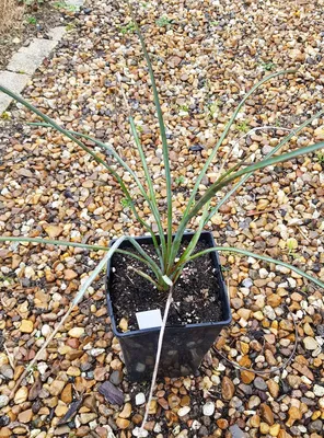 Image de Yucca periculosa