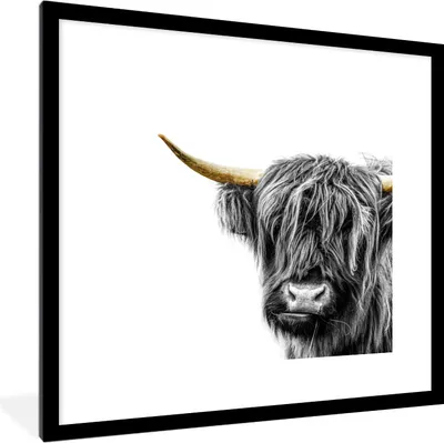 Produktbild von MuchoWow® MuchoWow® Gerahmtes Poster Schottisches Hochlandrind - Tiere - Goldene Hörner 40x40 cm - Poster mit zchwarzem Bilderrahmen - Poster - Plakat im Rahmen