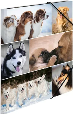 Immagine prodotto di HERMA Sammelmappe A4 Hunde Pappe