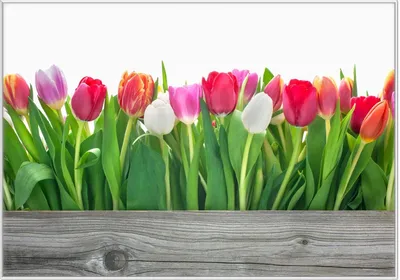 Produktbild von Wallario Wandbild Rote  weiße und pinke Tulpen im Frühling, Größe: 70,30 x 100,30 cm, Poster mit weißem Kunststoffrahmen