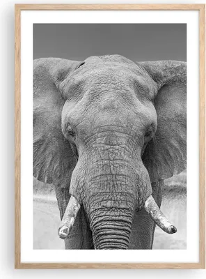 Produktbild von Gerahmtes Poster - Rahmen in heller Eiche - Elefant Afrika Tier - 50x70 cm - Wand Bild - Wanddeko - Wandbilder - Kunstposter - Wandposter - Bilderrahmen - Bilder - Kunstdruck - P2NPA50x70-5072