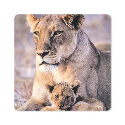 Produktbild von MuchoWow® Mauspad Mousepad Löwin - Löwe - Junges 30x30 cm - Mousepads - Maus Mat - Pad - Mausunterlage - Gaming