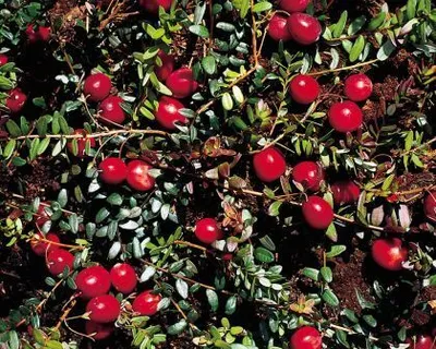 Produktbild von Cranberry Gesundheitsbeerenstrauch