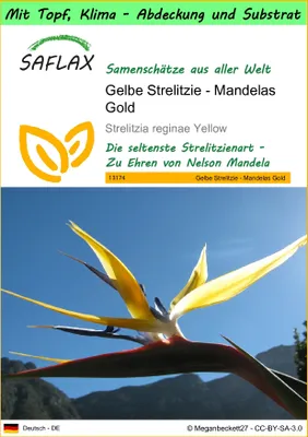 Produktbild von SAFLAX Garden to go - Gelbe Strelitzie - Mandelas Gold - Strelitzia reginae Yellow - 4 Samen - Mit Topf, Klima - Deckel und Anzuchtsubstrat