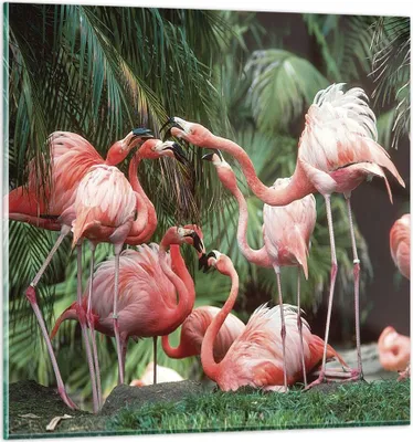 Produktbild von Bilder auf glas - Einteilig - Palmen Herde Flamingos - 60x60cm - Glasbilder - Wandbilder - Bilder - zum Aufhängen bereit - Wanddekoration aus Glas - Glas Bilder - Wandbild auf Glas - GAC60x60-4804