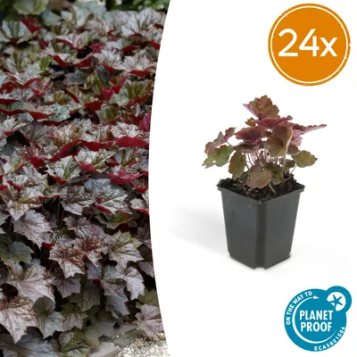Image de Heuchera mic. Palace Purple' | 24 pièces - 10-25cm - Ø9cm - Plante de jardin