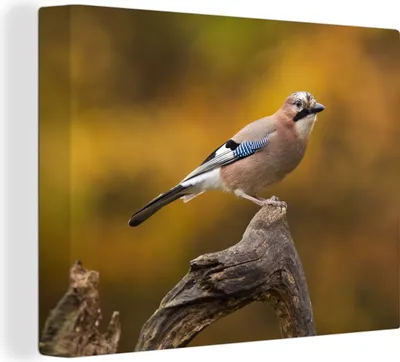 Produktbild von MuchoWow® - Leinwandbilder - Vogel - Zweig - Eichelhäher, Wandbild, Wanddeko Bilder Wohnzimmer, 120x90 cm