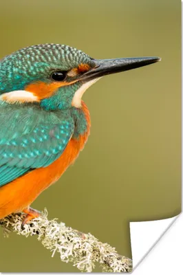 Produktbild von MuchoWow® Poster Eisvogel - Tiere - Vogel 80x120 cm - Papierdruck