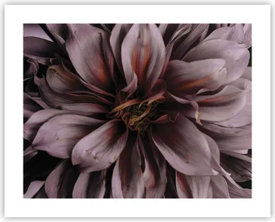 Produktbild von Poster - Poster ohne Rahmen - Blumenstrauß Künstlerisch Blume - 50x40 cm - Wand Bild - Wanddeko - Wandbilder - Kunstposter - Wandposter - Bilder - Kunstdruck - Wanddekoration - P2XAA50x40-5019