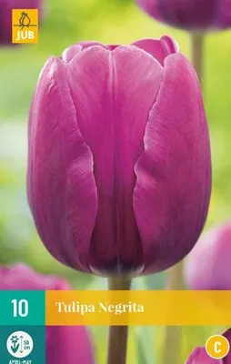 Artikelbild 1 von 'Tulpe Negrita (10 Stück)' aus der Kategorie Tulpenzwiebeln