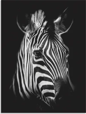 Produktbild von ARTland Wandbild Alu für Innen & Outdoor Zebra Größe: 60x80 cm