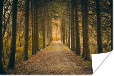 Produktbild von MuchoWow® Poster Pfad - Bäume - Wald 180x120 cm - Fotoplakat