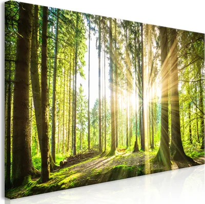 Produktbild von Wandbild Mega XXXL Waldlandschaft 250x125 cm Einteiliger XXL-Format Kunstdruck zur Selbstmontage Leinwandbilder moderne Bilder DIY Wanddekoration Wohnung Deko Natur Panorama c-C-0177-ak-e