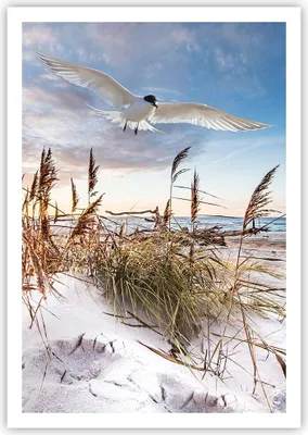 Produktbild von Poster - Poster ohne Rahmen - Möwe Meer Küste - 70x100 cm - Wand Bild - Wanddeko - Wandbilder - Kunstposter - Wandposter - Bilder - Kunstdruck - Wanddekoration - Wandbild - P2XPA70x100-4902
