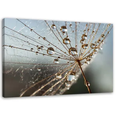 Produktbild von Leinwandbild pusteblume in tautropfen 60x40 cm Feeby grau wandbild bereit zum aufhängen