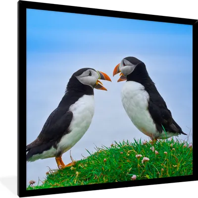 Produktbild von MuchoWow® Gerahmtes Poster Tiere - Vögel - Papageientaucher 40x40 cm - Poster mit Schwarzem Bilderrahmen Wandposter Rahmen Foto Bilder - Mit Rahmen - Wanddekoration Schlafzimmer