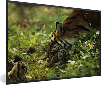 Produktbild von MuchoWow® MuchoWow® Gerahmtes Poster Tiger - Pflanzen - Jungtier 30x20 cm - Poster mit zchwarzem Bilderrahmen - Kunstdruck - Bild-Poster