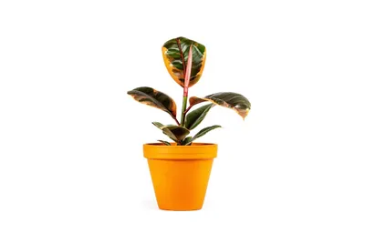 Obrázok produktu pre Gardners Ficus elastica Belize, priemer 17 cm