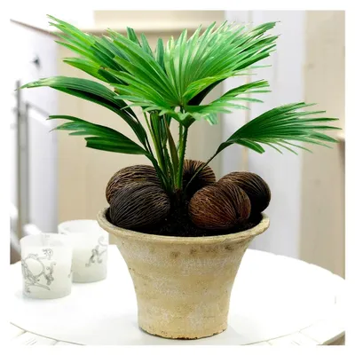 Produktbild von Tropische Pflanze für Zuhause oder das Büro - Livistona Palme, Zimmerpflanze 12cm