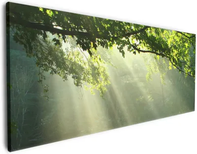 Produktbild von Wallario Premium Leinwandbild Sonnenstrahlen im Wald in Größe 60 x 150 cm