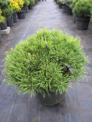 Produktbild von Zwergkiefer Möpschen - Pinus mugo Möpschen - 25-30