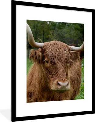 Produktbild von MuchoWow® Gerahmtes Poster Schottische Highlander - Tiere - Gras 60x80 cm - Poster mit Schwarzem Bilderrahmen Wandposter Rahmen Foto Bilder - Wohnzimmer - Dekorationen - Prämie
