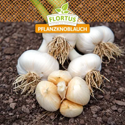 Produktbild von XXL Winterpflanzknoblauch Elefantenknoblauch | Pflanzknoblauch von FLORTUS, Menge:3 Zehen