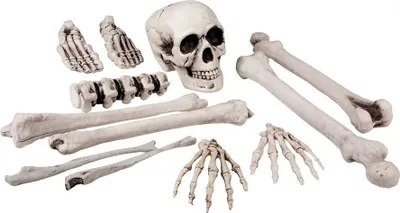 Produktbild von 12-teiliges Knochen-Set - 1 Schädel, 7 Knochen, 2 Hände, 2 Füße - 27cm - Halloween Skelett