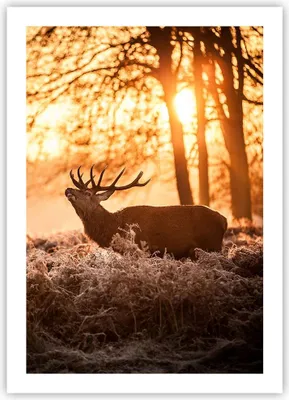 Produktbild von Poster - Poster ohne Rahmen - Deer Heidekraut Tier - 50x70 cm - Wand Bild - Wanddeko - Wandbilder - Kunstposter - Wandposter - Bilder - Kunstdruck - Wanddekoration - Wandbild - P2XPA50x70-3043