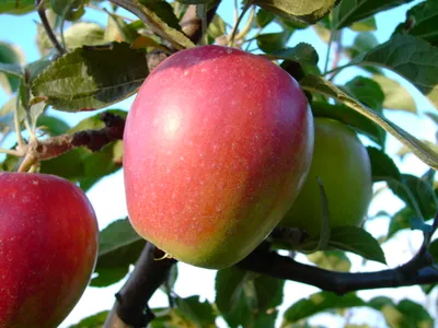 Produktbild von Retina ® Apfelbaum - Buschbaum Topfballen (Versandzeit: ganzjährig)
