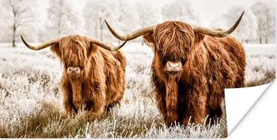 Produktbild von MuchoWow® Poster Schottischer Highlander - Tiere - Kuh 40x20 cm - Poster für die Wand - Poster Schlafzimmer
