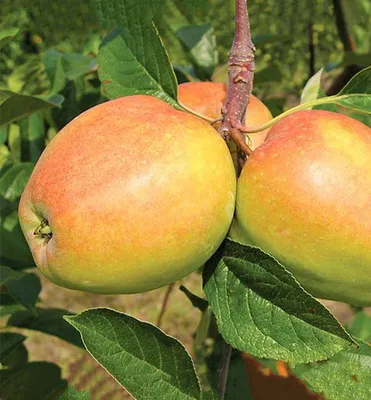 Produktbild von Apfelbaum ´KUHLÄNDER GULDERLING´ Unterlage A2, wurzelnackt