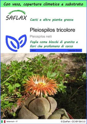 Immagine prodotto di SAFLAX Garden to go - Pleiospilos tricolore - 40 semi - Pleiospilos