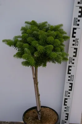 Produktbild von Stamm 30 cm - Zwerg-Koreatanne Molli - Abies koreana