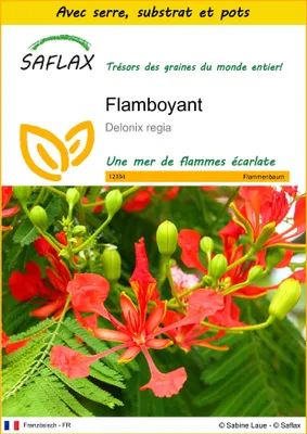 Image de SAFLAX Ensemble de culture - Flamboyant - 6 graines - Delonix