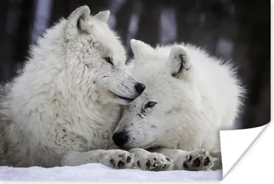 Produktbild von MuchoWow® Poster Wölfe - Schnee - Familie 30x20 cm - Plakate - Print