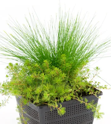 Produktbild von BALDUR Garten Sauerstoff-Teichpflanzen im Korb,1 Set, verschiedene Wasserpflanzen, dekorativer Blickfang für Teich oder Wasserbecken, winterhart, mehrjährig, verbessert die Wasserqualität