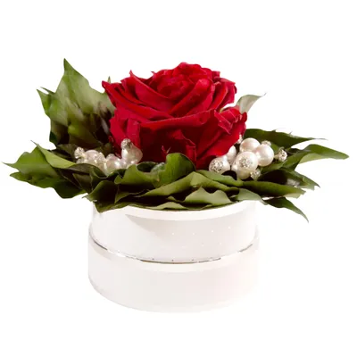 Immagine prodotto di Rosemarie Schulz Box con rosa stabilizzata Bordeaux / Rosso scuro Diamonds & Pearls