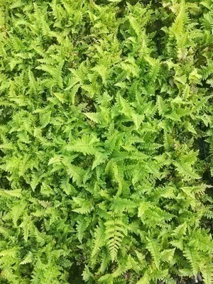 Obrázek produktu pro 6 x Dryopteris aff. 'Crispa' - Červotočivec vlnatý - květináč 9 x 9 cm