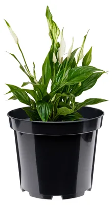 Produktbild von Garronda Blumentopf GD-0025 (Schwarz, ⌀ 32,7cm H 26cm)