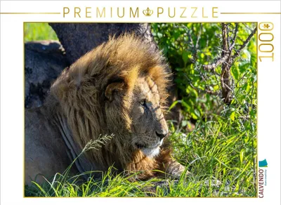 Produktbild von CALVENDO Puzzle Der Löwe | 1000 Teile Lege-Größe 64x48cm Foto-Puzzle für glückliche Stunden