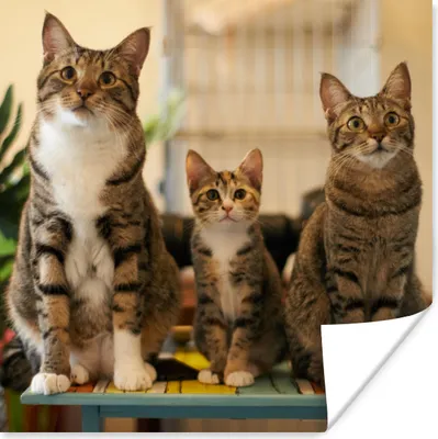 Produktbild von MuchoWow® Poster Drei Katzen auf kleinem Tisch 100x100 cm - Babyzimmer