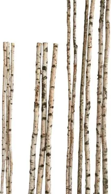 Produktbild von Massiver Birkenholz Dekostamm natur 90 cm lang, 4-6 cm Durchmesser